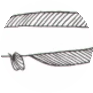 Airbreathing catfishes