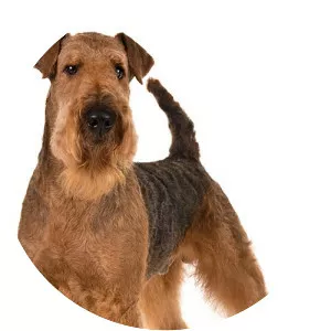 Airedale Terrier