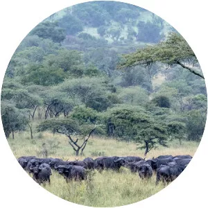 Akagera National Park - 