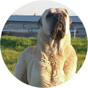 Aksaray Malaklisi dog