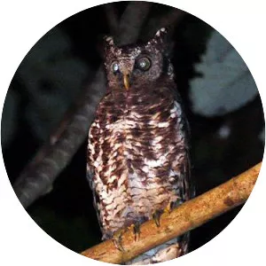Akun eagle-owl - Bird