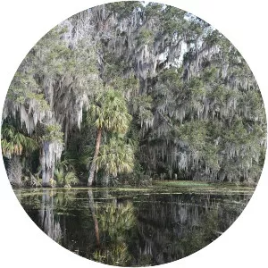 Alachua Sink - 