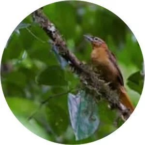 Alagoas foliage-gleaner