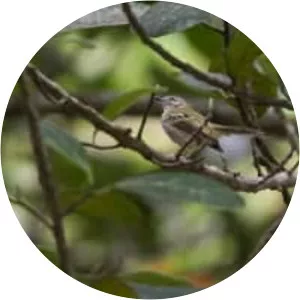 Alagoas tyrannulet