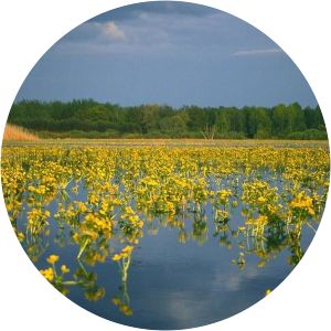 Alam-Pedja Nature Reserve - 