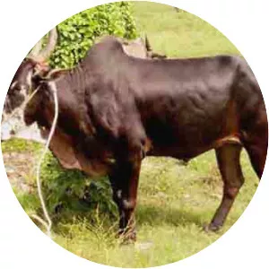 Alambadi - Member of Legislative Assembly of Nizamabad