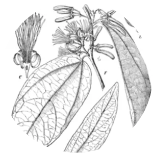 Alangiaceae - Plants