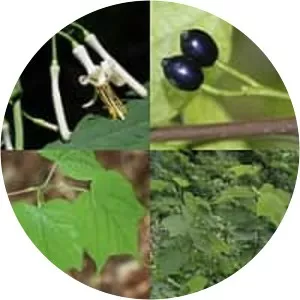 Alangium platanifolium - 