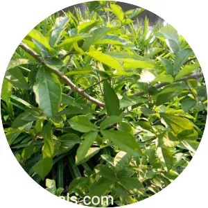 Alangium salviifolium