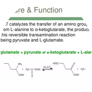 Alanine transaminase - 
