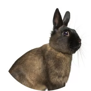 Alaska rabbit