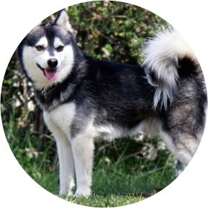 Alaskan Klee Kai