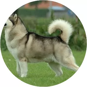 Alaskan Malamute
