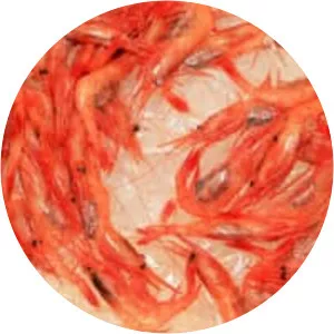 Alaskan pink shrimp
