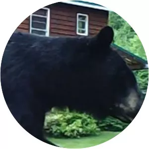 Alaskas vildaste stad