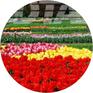 Albany Tulip Festival - Albany, New York