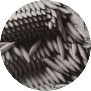 Albert Renger-Patzsch - German photographer