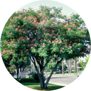 Albizia julibrissin