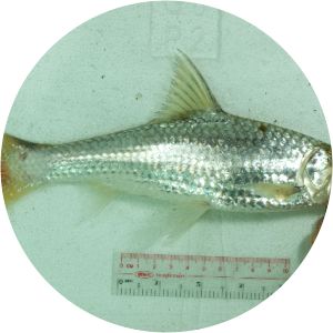 Albulichthys albuloides