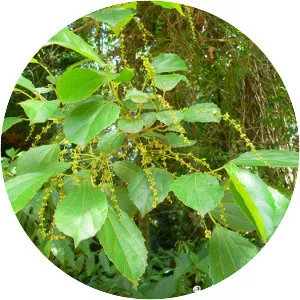 Alchornea triplinervia - 