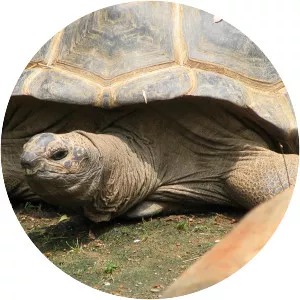 Aldabra - Atoll in the Seychelles