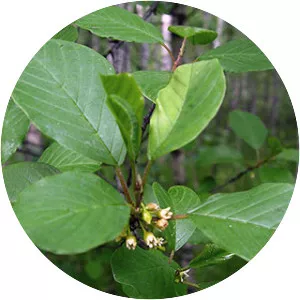 Alder buckthorn