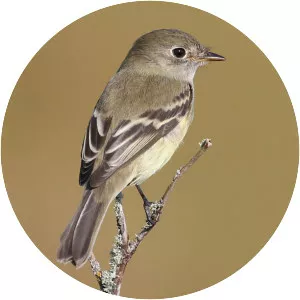 Alder flycatcher