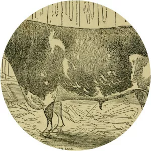 Alderney cattle