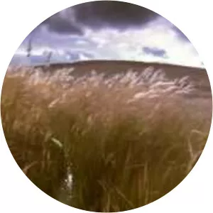 alejandro de pinedo elenah