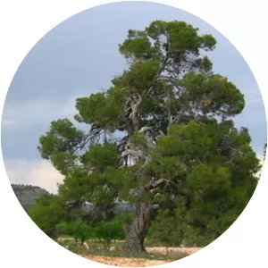 Aleppo pine - Plants