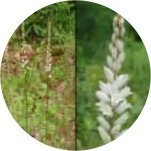 Aletris farinosa - Plants