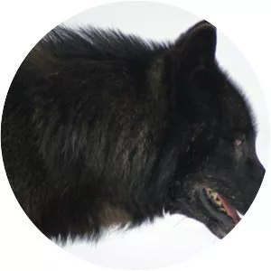 Alexander Archipelago wolf
