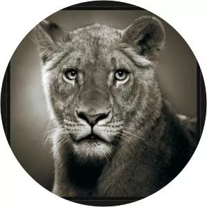 Alexander Reiswitz - Photographer