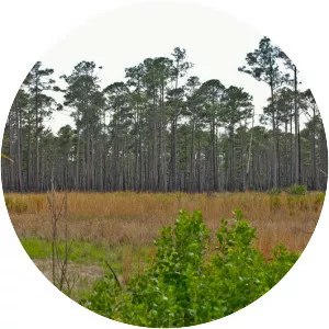 Alexander Springs Wilderness