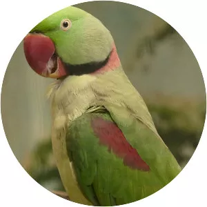 Alexandrine parakeet