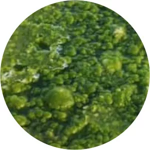 Algae photograph