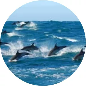 Algoa Bay photograph