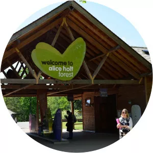 Alice Holt Forest - 