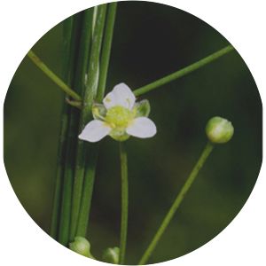 Alisma subcordatum