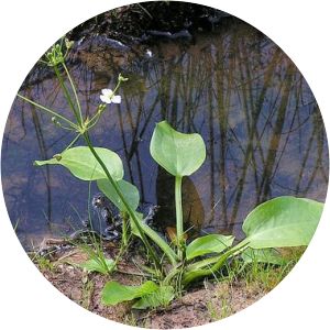 Alisma triviale