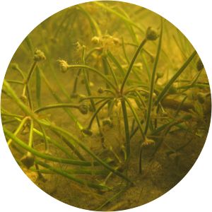Alisma wahlenbergii