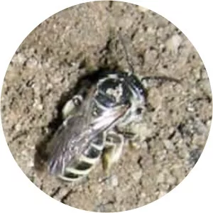 Alkali bee
