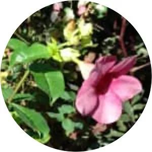 Allamanda blanchetii