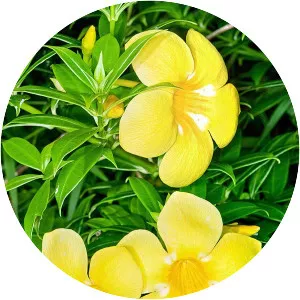 Allamanda cathartica