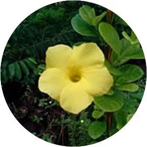Allamanda