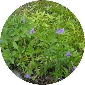 Allegheny monkeyflower