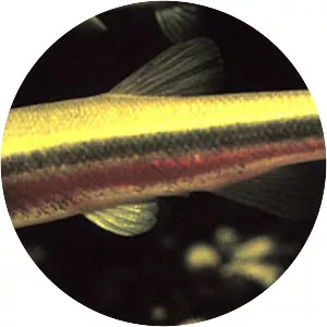 Allegheny pearl dace