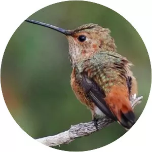 Allen's hummingbird