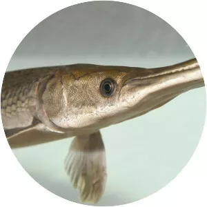 Alligator gar