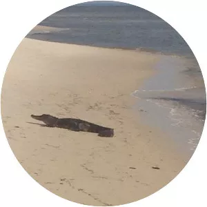 Alligator Point - Florida